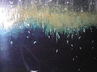 06流氷藻類.JPGのサムネール画像