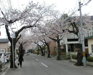 01桜が丘通A.JPG