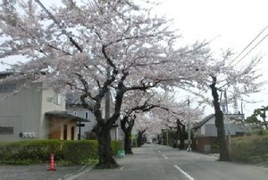 01桜が丘通B.JPG