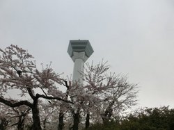 05タワー桜A.JPG